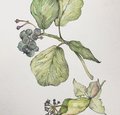 zeichnerisches Herbarium 2 zeichnerisches Herbarium 2