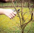 Gartenzeit: Obstbaumschnitt Gartenzeit: Obstbaumschnitt
