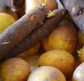 Gartenzeit: Historische Gemüsesorten Gartenzeit: Historische Gemüsesorten
